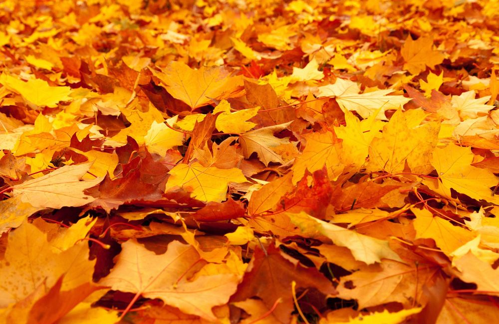 Autunno: 5 consigli per affrontarlo al meglio