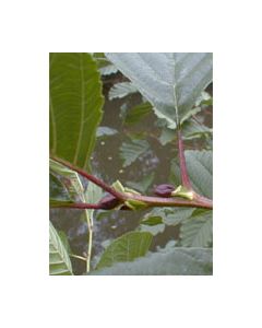 Msa Alnus Glutinosa 50ml