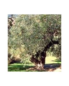 Msa Olea Europea 50ml