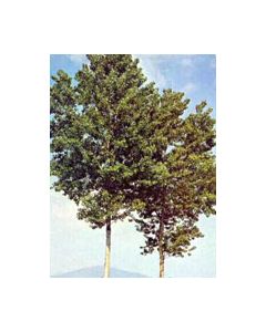 Msa Populus Nigra 50ml