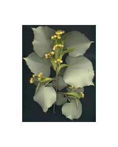 Msa Tilia Tomentosa 50ml