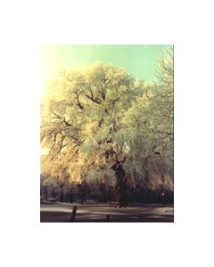 Msa Ulmus Campestris 50ml