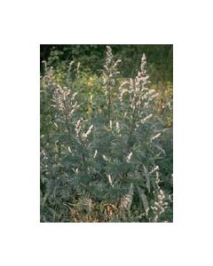Tsa Artemisia Vulgaris 50ml