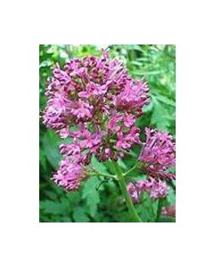 Tsa Valeriana Officinalis 50ml