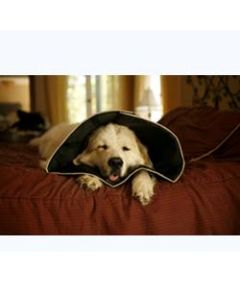 Comfy Cone Collare Elisabet xl